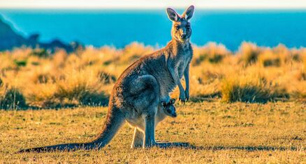 Austrálie
